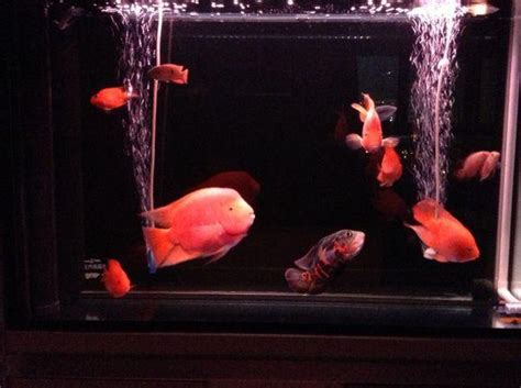 天井風水 鸚鵡魚